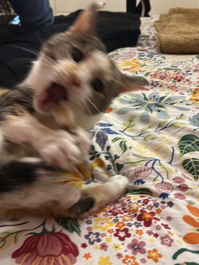 Stellina che attacca, foto mossa