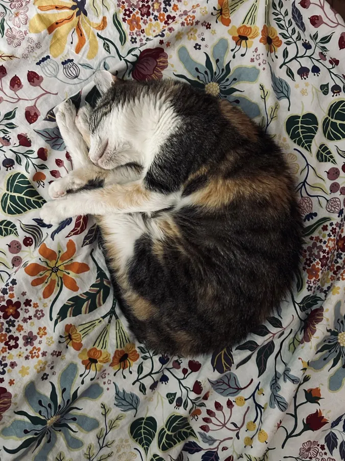 Stellina che dorme acciambellata