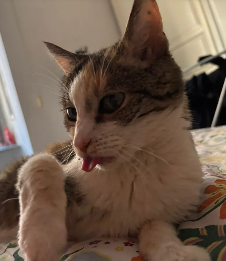 Stellina con la lingua fuori